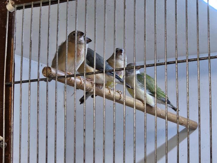 te koop gouldamadine, Dieren en Toebehoren, Vogels | Overige Vogels