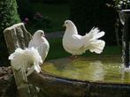 Pigeons de mariée blancs