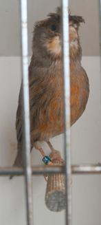 Canaris femelle agathe rouge 2023 prête à la reproduction., Canari de couleur, Femelle