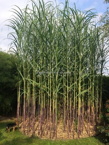 Triarrhena  lutarioriparia beschikbaar voor biedingen