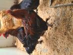 2 Marans hanen, Dieren en Toebehoren, Mannelijk, Kip
