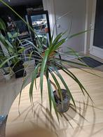 dracaena, Huis en Inrichting, Kamerplanten, Ophalen