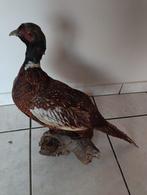 Faisan, Dieren en Toebehoren, Januari, Mannelijk