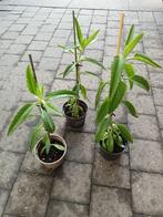 Kalanchoe Daigremontiana, Huis en Inrichting, Kamerplanten, Ophalen