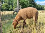 Schapen, geiten en varkens, Dieren en Toebehoren, Schapen, Geiten en Varkens, Meerdere dieren, Schaap, 0 tot 2 jaar