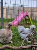 Broed eitjes zijdehoen van af februari 2026