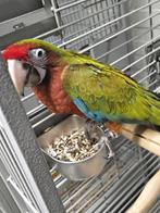 Une femme apprivoisée Calico Ara avec de l'ADN et testée pou, Femelle, Perroquet, Domestique