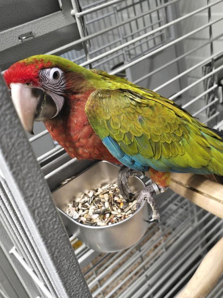 Une femme apprivoisée Calico Ara avec de l'ADN et testée pou, Animaux & Accessoires, Oiseaux | Perruches & Perroquets, Perroquet