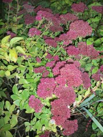 Sedum spectabile in enkele kleuren/soorten beschikbaar voor biedingen