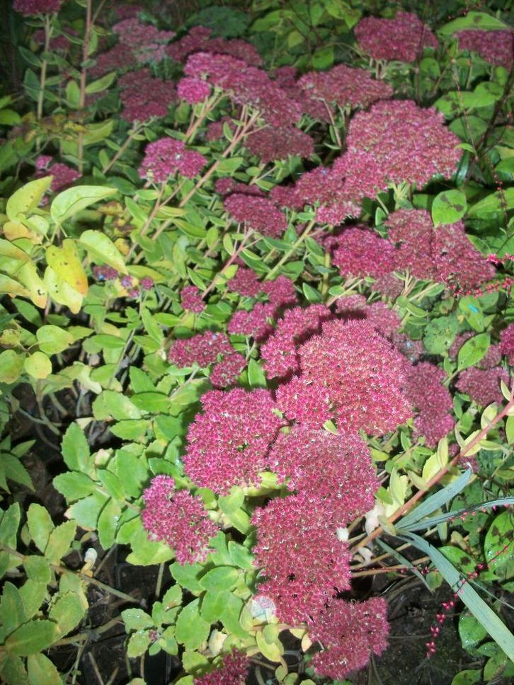 Sedum spectabile in enkele kleuren/soorten, Tuin en Terras, Planten | Tuinplanten, Vaste plant, Overige soorten, Volle zon, Ophalen