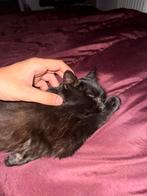 Kat zoekt baasje, Dieren en Toebehoren, Katten en Kittens | Overige Katten, Poes, Kortharig, 0 tot 2 jaar