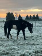 Merrie te koop, Dieren en Toebehoren, Paarden, Merrie
