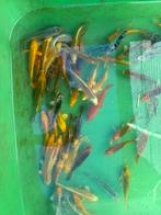 Kois 7a10cm, Dieren en Toebehoren, Vissen | Vijvervissen, Karper of Koi