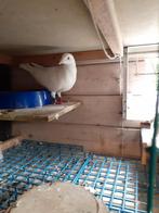 witte duiver