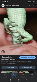 Recherche mâle gastropholis prasina.