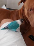 Handtamme Dwergpapegaai (pop), Dieren en Toebehoren, Vogels | Parkieten en Papegaaien, Vrouwelijk, Dwergpapegaai of Agapornis