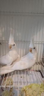 Koppel Valkparkieten, Perruche, Bagué