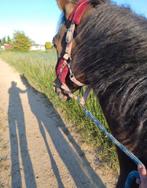 Toffe ruin, Dieren en Toebehoren, Paarden, Gechipt, Minder dan 160 cm, Ruin, Zadelmak