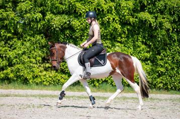 Zeer gave, knappe en leuke allround D pony !!  beschikbaar voor biedingen