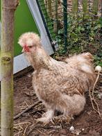 USA zijdehoenders hanen, Mâle, Poule ou poulet