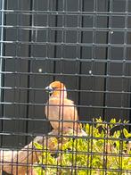Appelvink man gezocht, Mannelijk, Wildzangvogel, Geringd