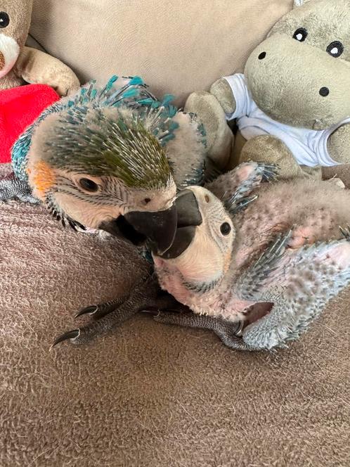 Te reserveren! Super lieve blauw gele ara, Dieren en Toebehoren, Vogels | Parkieten en Papegaaien, Papegaai, Pratend, Tam, Geringd