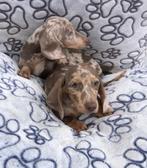 Teckel dwerg teckel pups kort en langhaar, CDV (hondenziekte), Meerdere, 8 tot 15 weken, Meerdere dieren