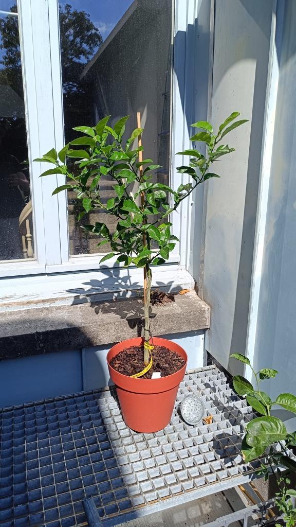 Citrus KABOSU - Zeldzame Japanse citrus, Tuin en Terras, Planten | Fruitbomen, Citroenboom, Ophalen