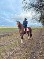 Stoere welsh cob merrie, Dieren en Toebehoren, Merrie