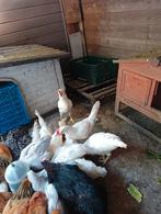 Witte legkippen, Dieren en Toebehoren, Kip