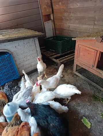 Poules pondeuses blanches, Poule ou poulet
