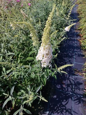 Vlinderstruik/ Buddleja davidii beschikbaar voor biedingen