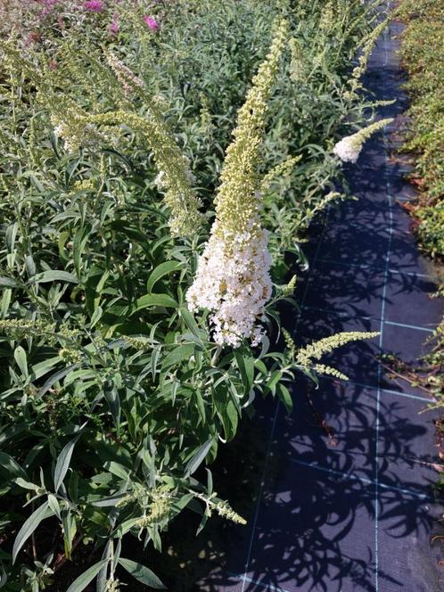 Vlinderstruik/ Buddleja davidii, Tuin en Terras, Planten | Struiken en Hagen, Struik, Vlinderstruik, Minder dan 100 cm, Ophalen