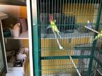 Parkiet geel, Dieren en Toebehoren, Parkiet