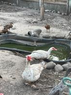 Barbarie eenden, Dieren en Toebehoren, Pluimvee