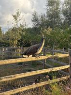 Pauwen, Dieren en Toebehoren, Pluimvee