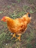 new hampshire haan, Dieren en Toebehoren, Pluimvee