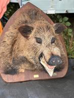 Taxidermie varkens kop everzwijn, Ophalen of Verzenden