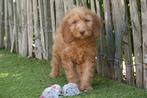 Prachtige medium Labradoodle pups (+/-45cm), België, Overige rassen, CDV (hondenziekte), 8 tot 15 weken