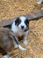 Border collie pups, Dieren en Toebehoren, Honden | Herdershonden en Veedrijvers, CDV (hondenziekte), België, 8 tot 15 weken, Collie