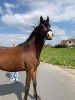 Arabisch volbloed - ruin - 5 jaar, Dieren en Toebehoren, Zadelmak, Recreatiepaard, Gechipt, Minder dan 160 cm