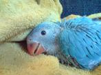 Baby halsbandparkiet, Dieren en Toebehoren, Vogels | Parkieten en Papegaaien