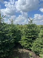 Kerstbomen 6 soorten uit eigen kwekerij, Tuin en Terras, Ophalen of Verzenden, In pot
