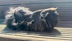 Cavia, Peruaanse cavia blauw en goud, Dieren en Toebehoren, Ophalen