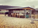 Voerhek & Hooiruif - Paardenvoerbak, Schuilhut met voerhek, Dieren en Toebehoren, Stalling en Weidegang, Weidegang