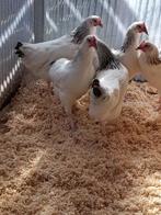 vaccination complète des jeunes poulets du Sussex, Animaux & Accessoires, Poule ou poulet, Femelle