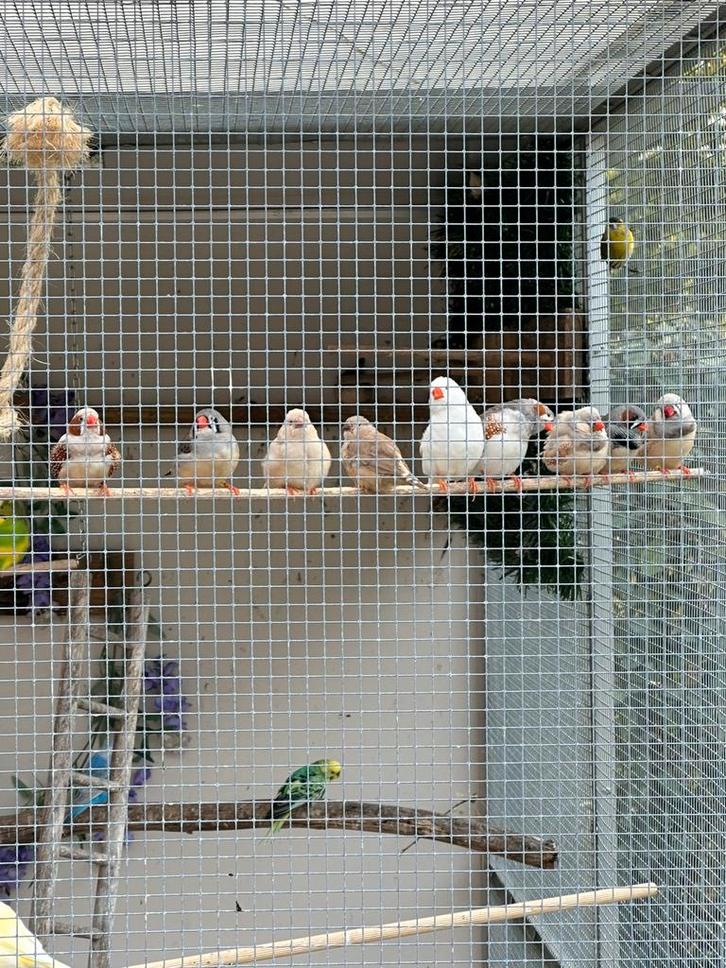 Zebravinkjes XL zoeken nieuwe thuis, Dieren en Toebehoren, Vogels | Overige Vogels, Tropenvogel, Meerdere dieren