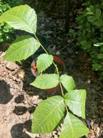 Boom okkernoot plantje, Tuin en Terras, Ophalen of Verzenden