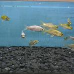 Koudwatervissen, verschillende soorten, Dieren en Toebehoren, Vissen | Aquariumvissen, Vis, Zoetwatervis