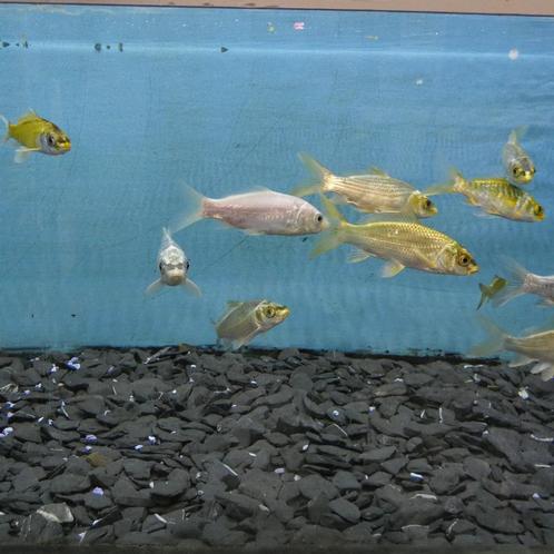 Koudwatervissen, verschillende soorten, Dieren en Toebehoren, Vissen | Aquariumvissen, Zoetwatervis, Vis